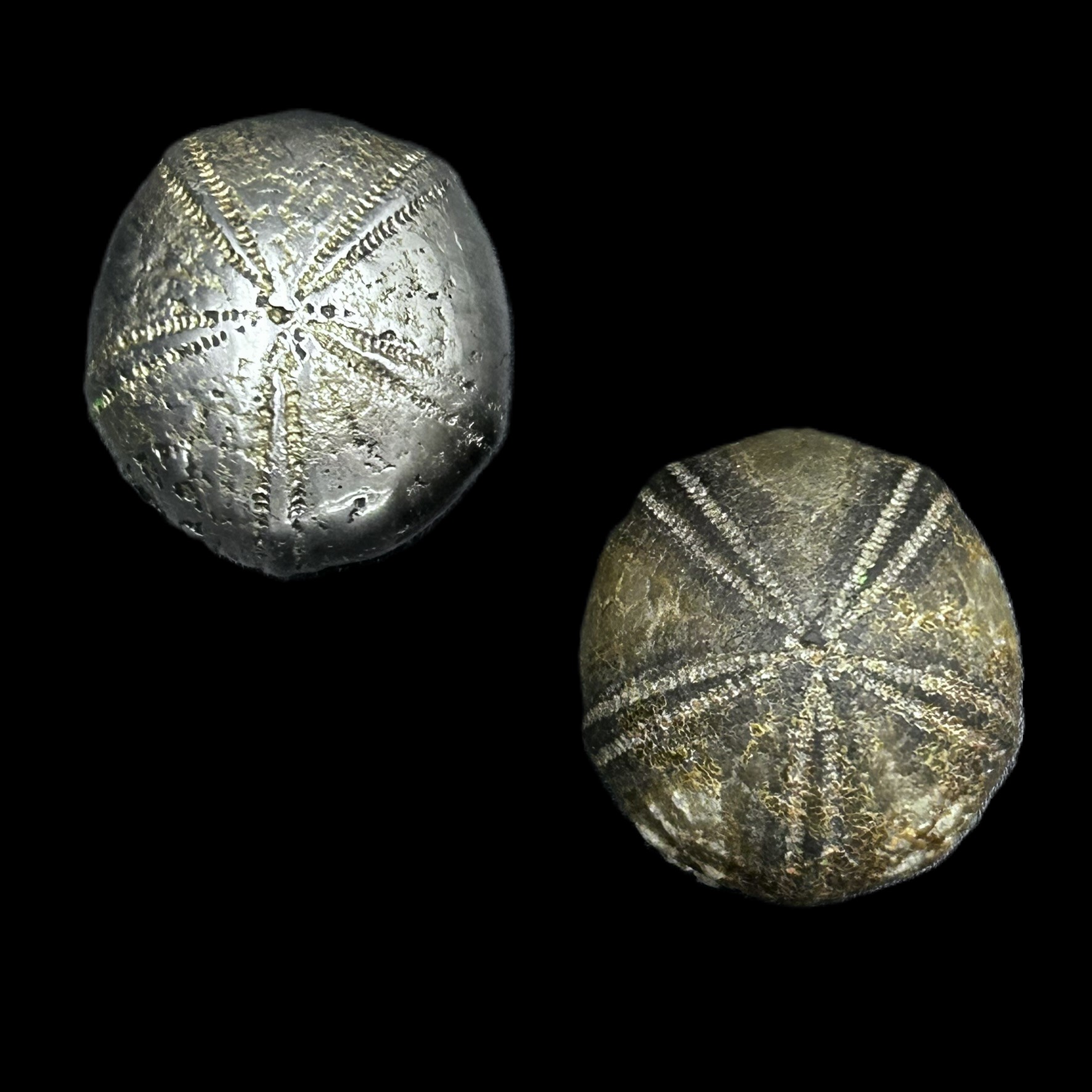 'Sølvpindsvin'
