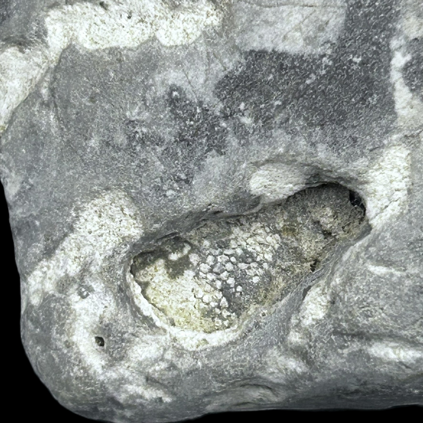 Aftryk af bryozo-koloni (mosdyr) i et fragment af et forstenet søpindsvin