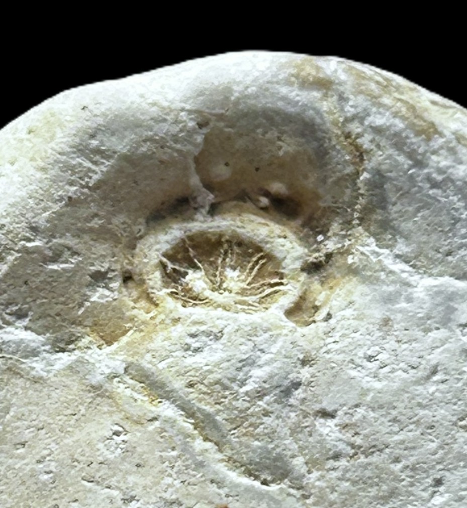 Echinocorys sp m. bevarede mundplader - 3 af 3