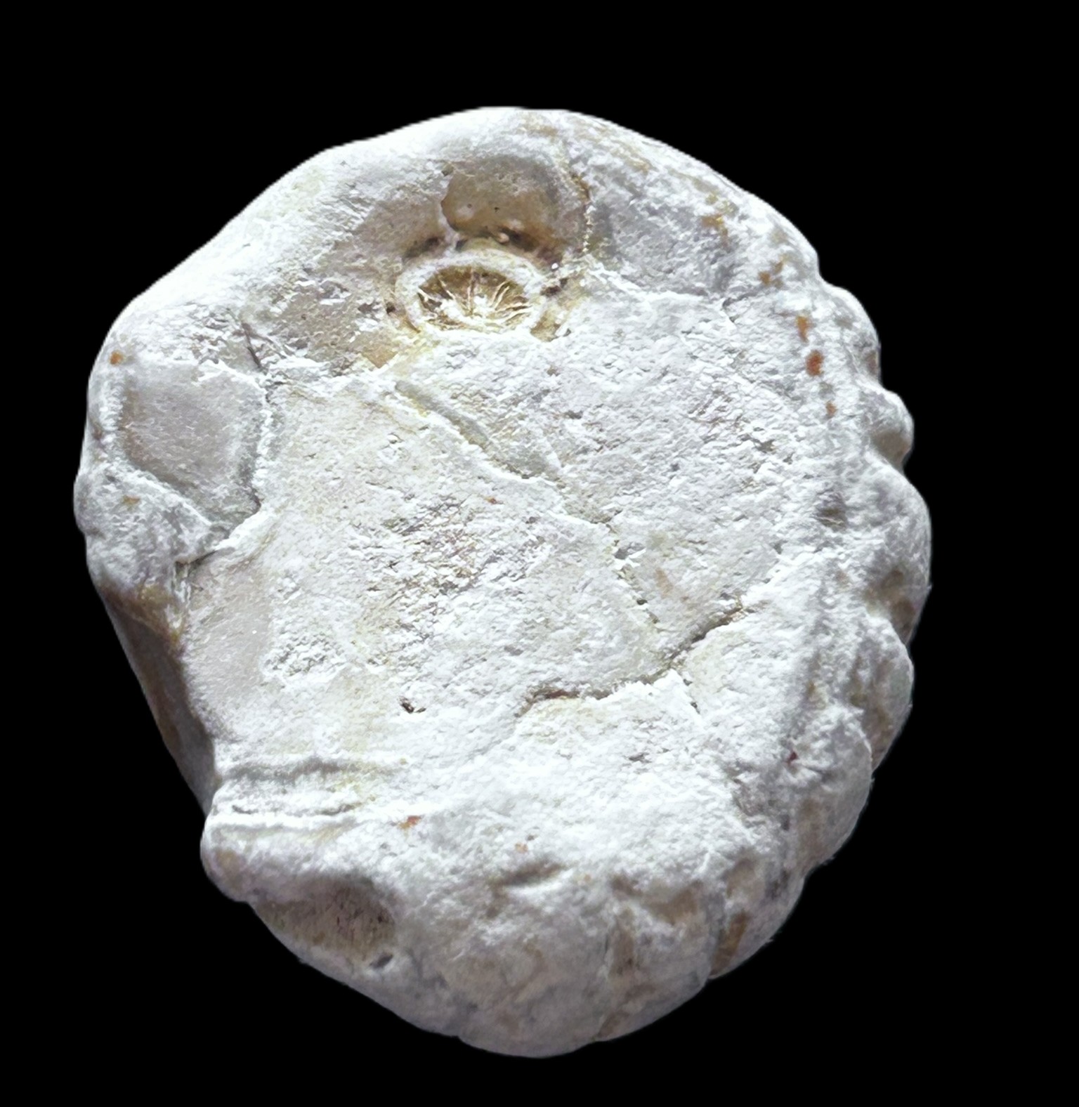 Echinocorys sp m. bevarede mundplader - 1 af 3